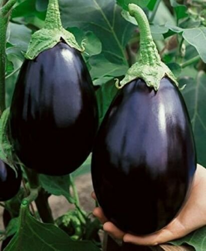 Eggplant, Black Beauty Seed Pack, Solanum melongena, 25 Seeds Per Pack