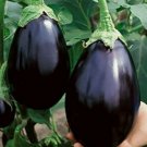 Eggplant, Black Beauty Seed Pack, Solanum melongena, 25 Seeds Per Pack