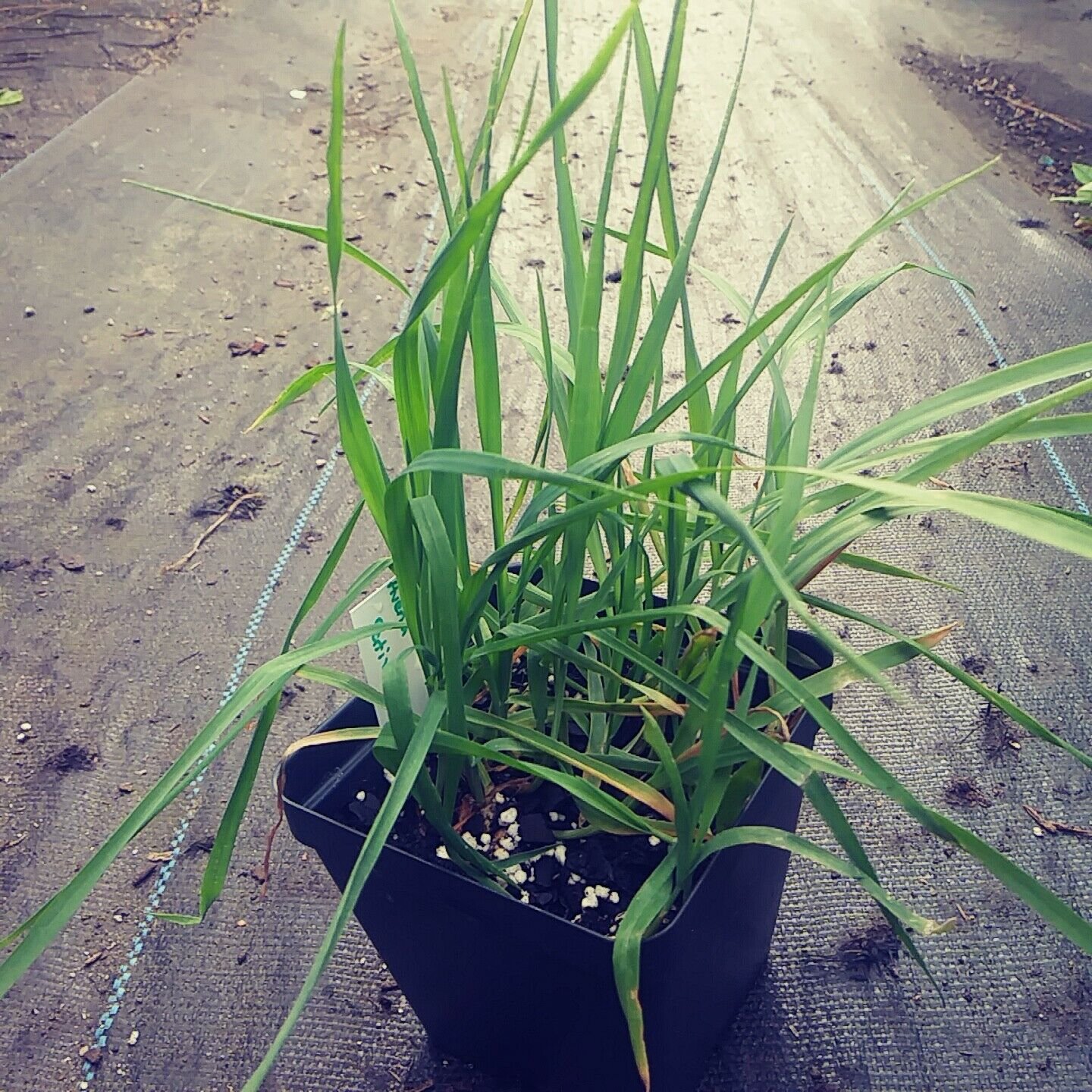 Cat Grass Seed Pack, Avena Sativa, 50 seeds per pack, common oats