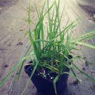 Cat Grass Seed Pack, Avena Sativa, 50 seeds per pack, common oats