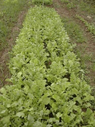 Radish, Fodder Seed Pack, Raphanus sativus var. oleiformis, 30 Seeds Per Pack