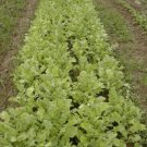 Radish, Fodder Seed Pack, Raphanus sativus var. oleiformis, 30 Seeds Per Pack