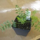 Caraway See Pack, Carum Carvi L., 50 Seeds flowering-plants
