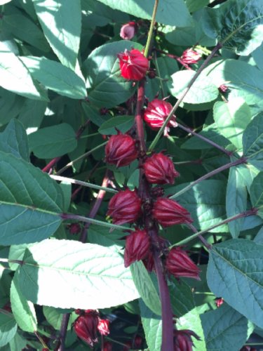 Tomato seeds, Black From Tula tomato, 25 Seeds Per Pack