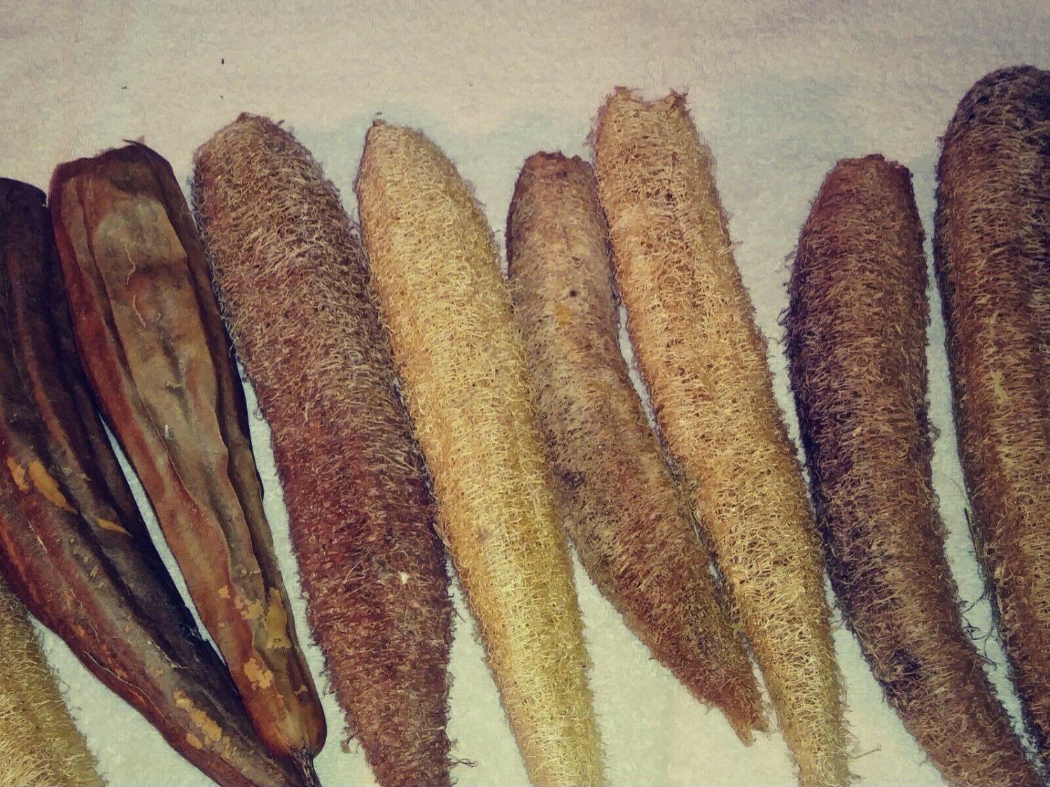 Luffa Seed Pack, Luffa aegyptiaca, Cucurbitaceae, 25 Seeds Per Pack