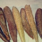 Luffa Seed Pack, Luffa aegyptiaca, Cucurbitaceae, 25 Seeds Per Pack