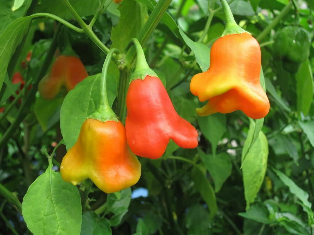 Bishop's Cap Pepper Seed Pack, Capsicum Baccatum, 20 Seeds, Clown Pepper