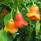 Bishop's Cap Pepper Seed Pack, Capsicum Baccatum, 20 Seeds, Clown Pepper