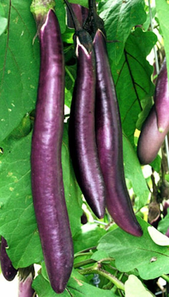 Eggplant, Ping tung long Seed Pack, Solanum Melongena, 20 Seeds per pack