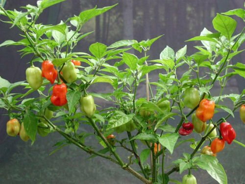 Sweet Datil Pepper Seed Pack, 20 Seeds Per pack, Heirloom, NON - GMO