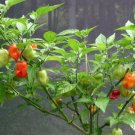 Sweet Datil Pepper Seed Pack, 20 Seeds Per pack, Heirloom, NON - GMO
