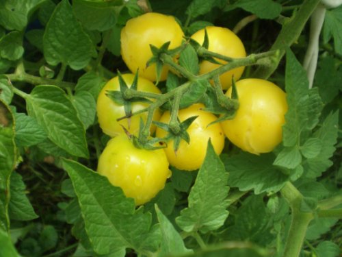 Tomato Seeds, Lemon Drop Tomato (Solanum Lycopersicum) 25 seeds Per Pack