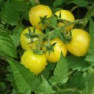 Tomato Seeds, Lemon Drop Tomato (Solanum Lycopersicum) 25 seeds Per Pack