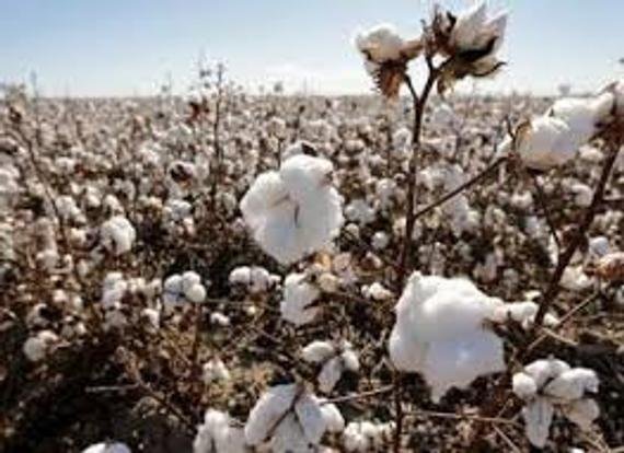 White Cotton Seed Pack, Gossypium Hirsutum, Heirloom, 10 seeds Per Pack