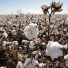White Cotton Seed Pack, Gossypium Hirsutum, Heirloom, 10 seeds Per Pack