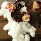 Red Foliated Cotton, Gossypium Hirsutum, Heirloom, 10 seeds Per pack