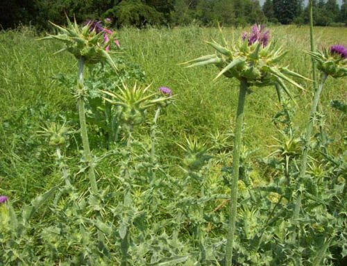 Milk Thistle Seed Pack, Silybum marianum, 25 seeds Per Pack