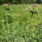 Milk Thistle Seed Pack, Silybum marianum, 25 seeds Per Pack