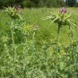 Milk Thistle Seed Pack, Silybum marianum, 25 seeds Per Pack