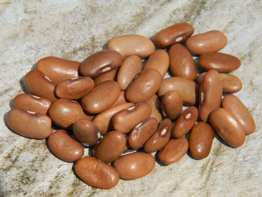 Pole Bean, Kentucky Wonder, Phaseolus vulgaris, 40 seeds per pack