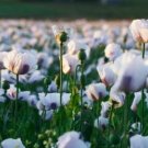 Tasmanian Poppy Seed Pack, 200 Seeds per pack flowering-plants