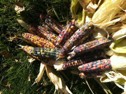 Corn, Glass Gem Seed Pack, Zea Mays Var. Glass Gem, 45 seeds Per Pack