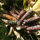 Corn, Glass Gem Seed Pack, Zea Mays Var. Glass Gem, 45 seeds Per Pack