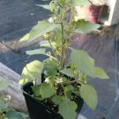 Sunberry Seed Pack, Solanum retroflexum, 75 seeds per pack, Wonderberry