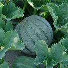 Melon, Heart of Gold Seed Pack, Cantaloupe, Cucumis melo, 30 seed per pack