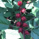 Hibiscus Seed Pack, Purple Roselle Hibiscus Sabdarif, 20 Seeds Per Pack