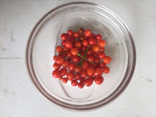 Bird's Eye Peppers, Pepper Seed Packs, 20 Seeds Per Pack