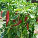 Prik Chi Fa Pepper Seed Pack, Capsicum Annum longum, 20 Seeds Per Pack
