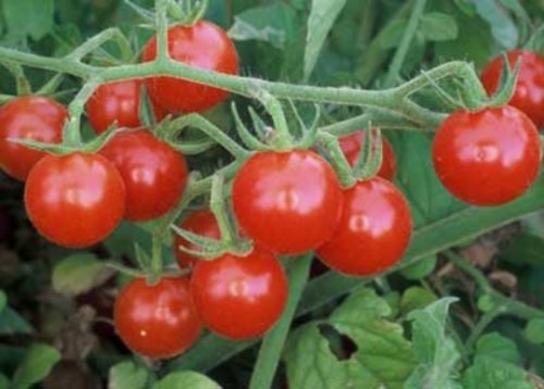 Tomato Seeds, Matt's Wild Cherry Tomato, 40 Seeds per pack flowering-plants