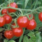 Tomato Seeds, Matt's Wild Cherry Tomato, 40 Seeds per pack flowering-plants