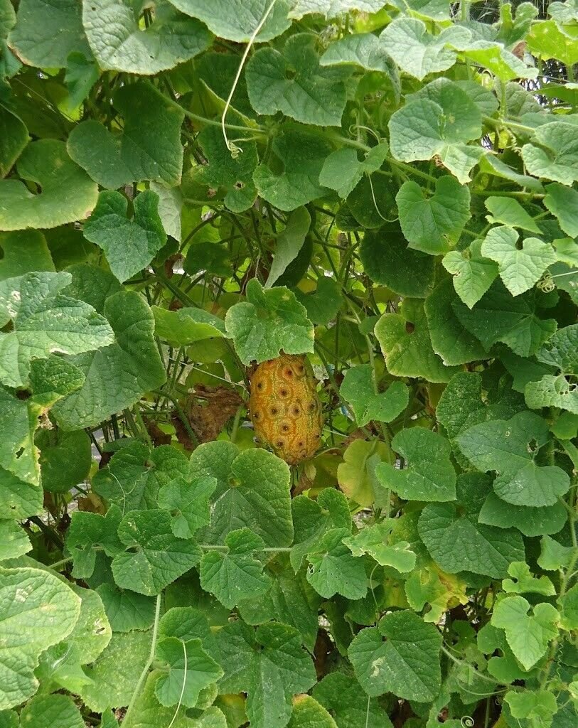 African Horned Melon Seed Pack, Cucumis metuliferus, 20 Seeds Per Pack Edible Fruit