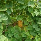 African Horned Melon Seed Pack, Cucumis metuliferus, 20 Seeds Per Pack Edible Fruit