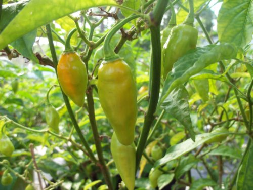 Datil Pepper Seed Pack, 20 Seeds Per Pack, Capsicum Chinense
