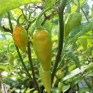 Datil Pepper Seed Pack, 20 Seeds Per Pack, Capsicum Chinense