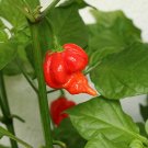 Trinidad Scorpion ""Butch T"" Seed Pack, 15 Seeds, Capsicum Chinense