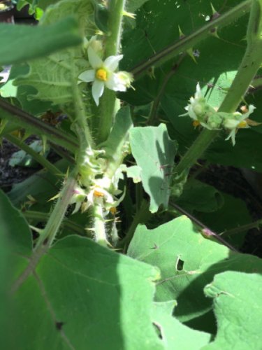 Naranjilla Seed Pack, Solanum quitoense, 20 Seeds per pack