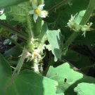 Naranjilla Seed Pack, Solanum quitoense, 20 Seeds per pack