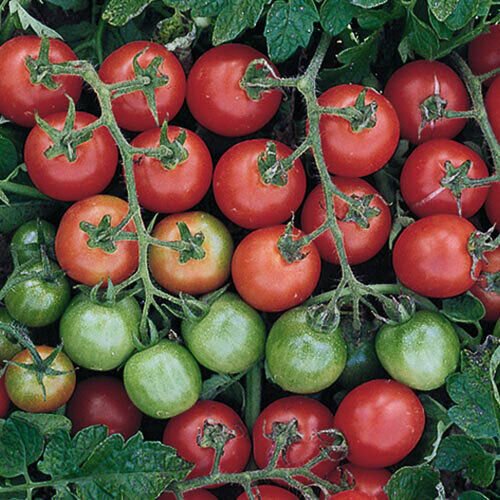 Tomato Seeds, Tommy Toe Tomato, 25 Seeds Per Pack