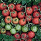 Tomato Seeds, Tommy Toe Tomato, 25 Seeds Per Pack