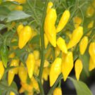 Lemon Drop Pepper Seed Pack, 20 seeds, Capsicum Baccatum