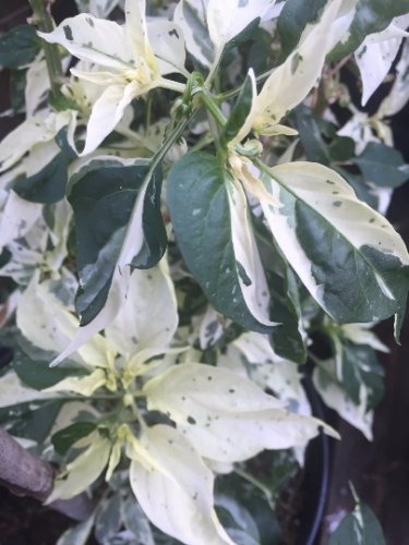 Fish Pepper, Seed Pack, 20 Seeds, capsicum annuum, Solanaceae