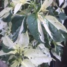 Fish Pepper, Seed Pack, 20 Seeds, capsicum annuum, Solanaceae