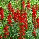 Red Lobelia, Lobelia cardinals, Seed Pack, 100 Seeds flowering-plants