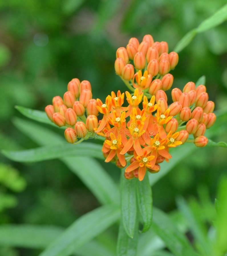 Pleurisy Root Seed Pack, Asclepias Tuberosa, 30 Seeds Per Pack flowering-plants