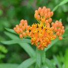 Pleurisy Root Seed Pack, Asclepias Tuberosa, 30 Seeds Per Pack flowering-plants