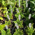 Agrimony, Agrimonia eupatoria, 25 seeds per pack flowering-plants
